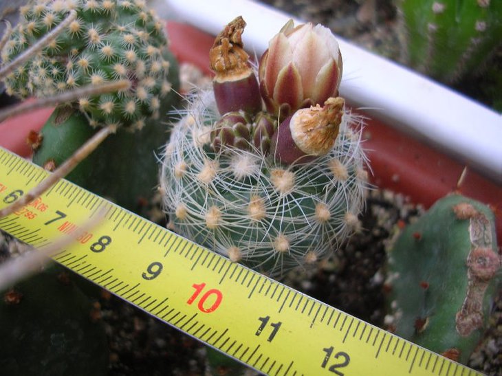 pilocanthus paradinei