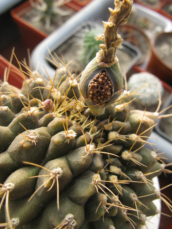 G.anisitsii