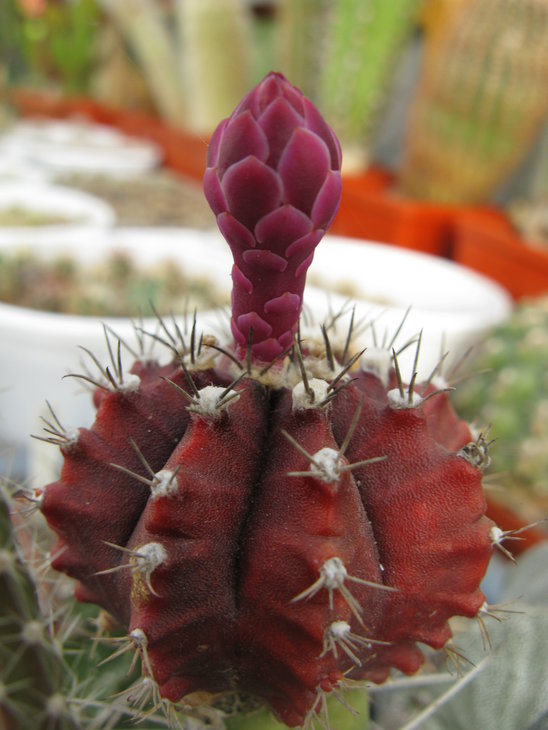 G.friedrichii f.violet