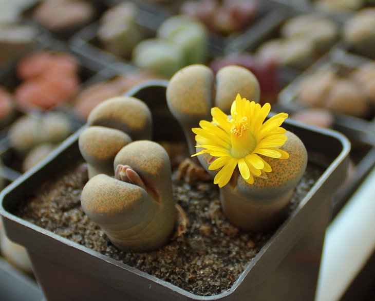 Lithops terricolor
