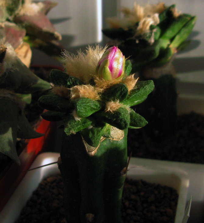 A.scapharostrus