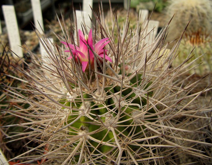 Neoporteria wagenknechtii