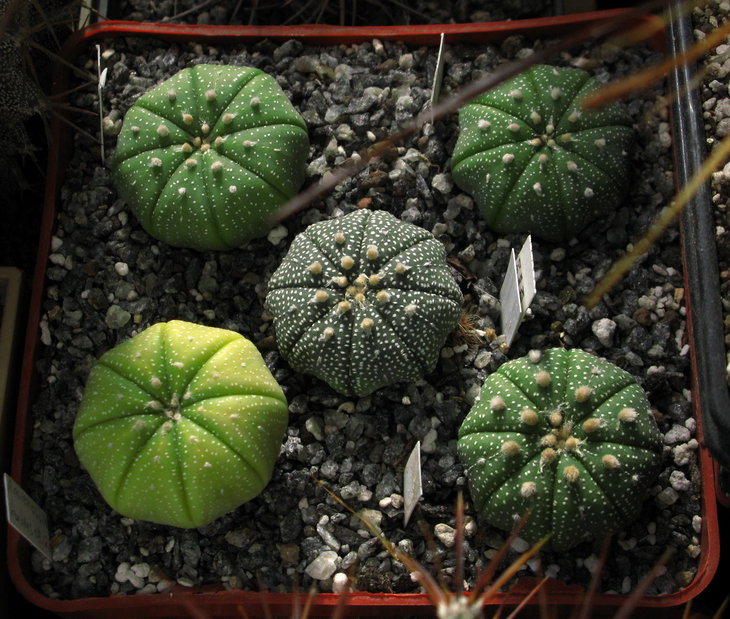A.asterias, f. Linares