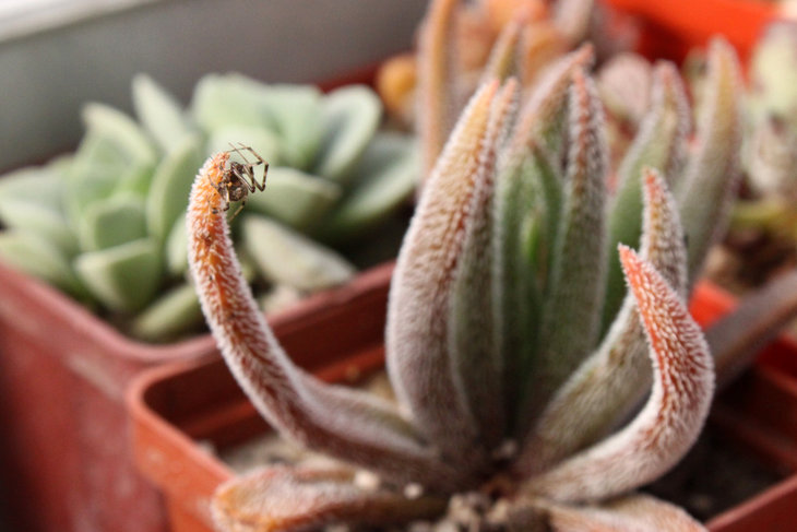 Восхождение на лист Crassula hirta