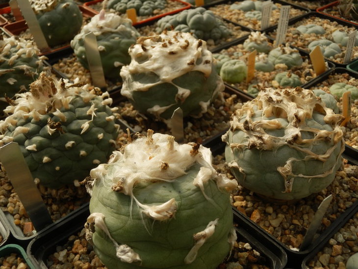 PA038057.jpg1.jpg