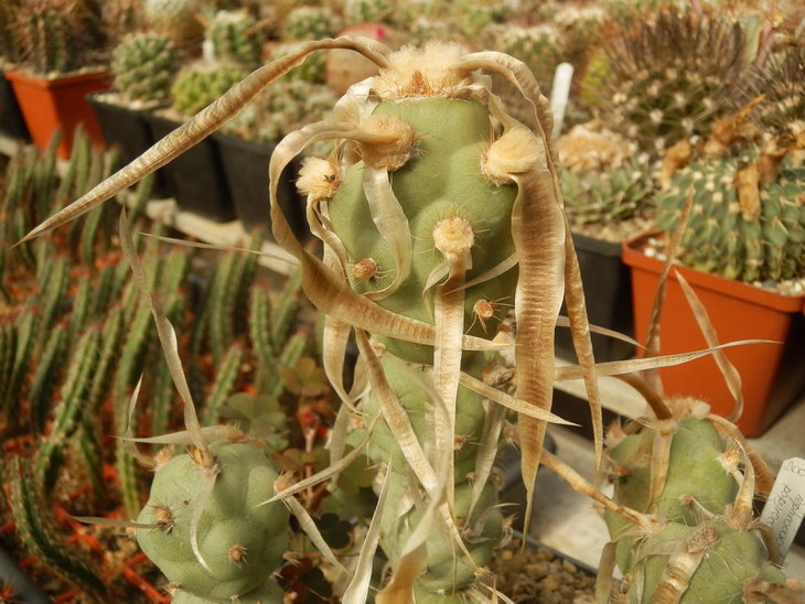 PA038043.jpg1.jpg
