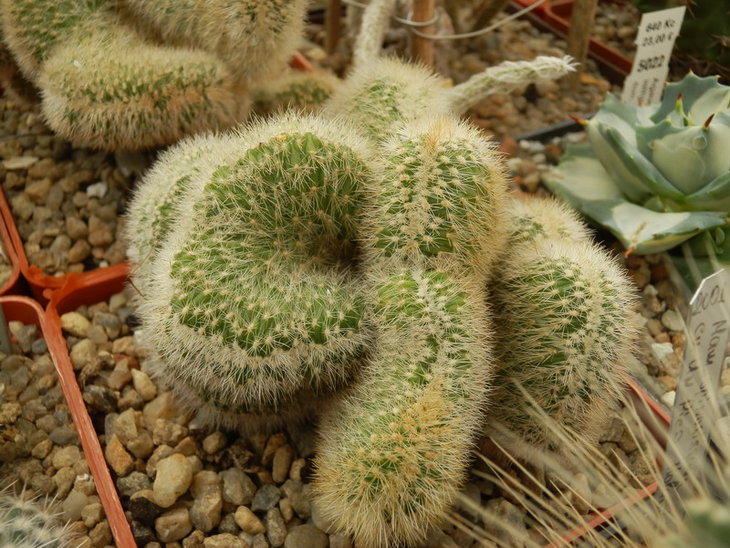 PA038063.jpg1.jpg