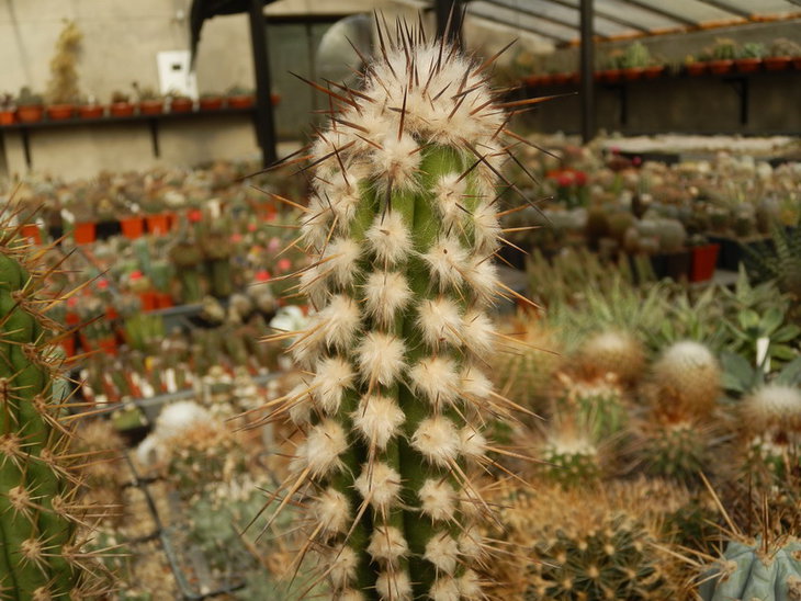 PA038090.jpg1.jpg