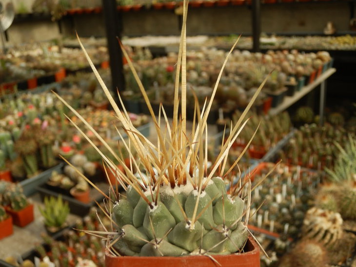 PA038095.jpg1.jpg