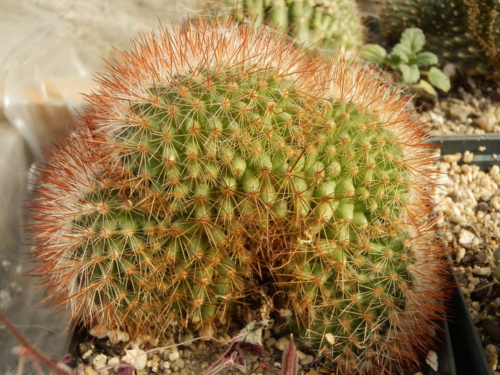 PA038143.jpg1.jpg