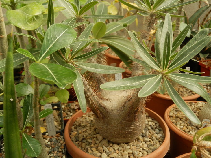 PA038124.jpg1.jpg