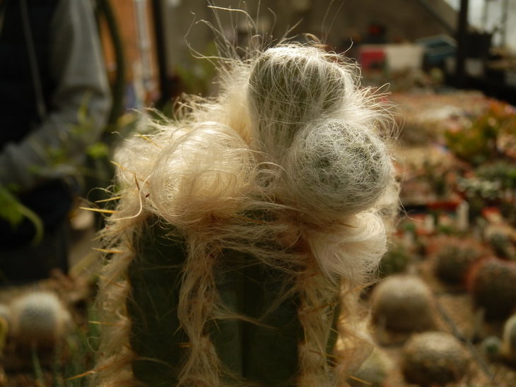PA038107.jpg1.jpg