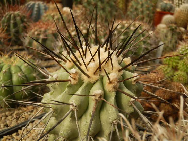 PA038111.jpg1.jpg