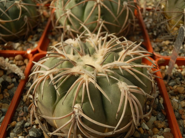PA038059.jpg1.jpg