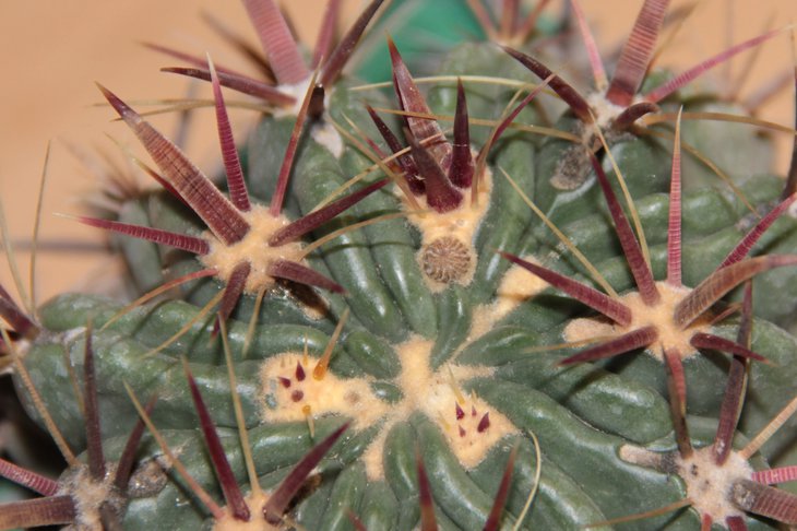 Ferocactus latispinus