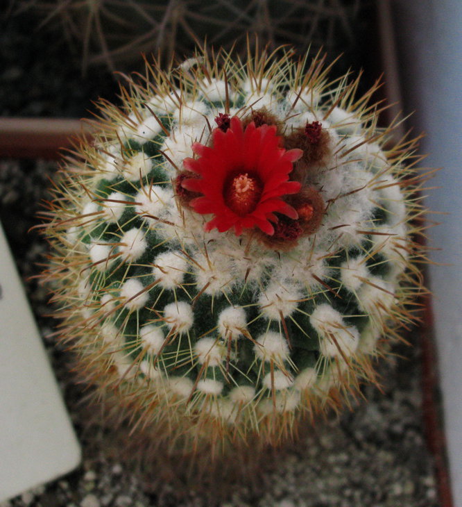 Parodia punae