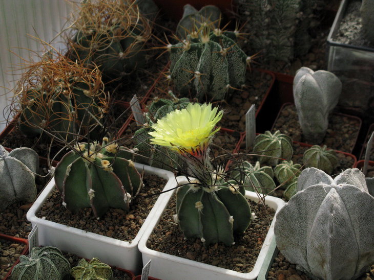 Astrophytum senile