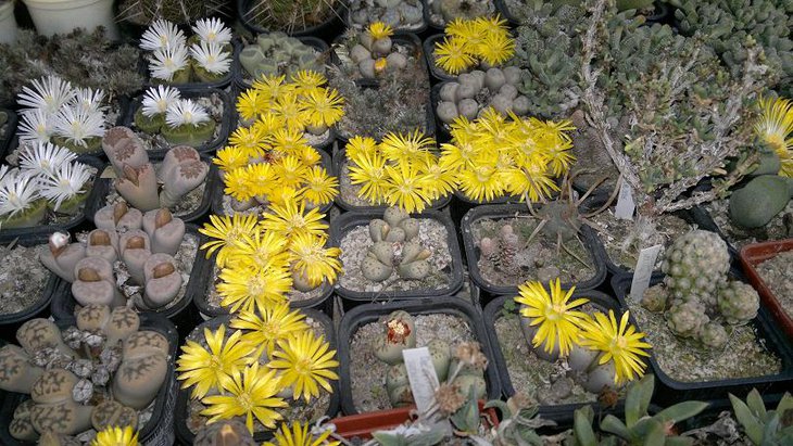 Lithops dinteri ssp frederici C180.jpg