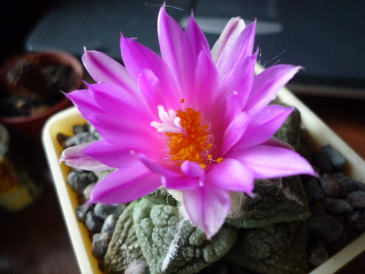 Ariocarpus fissuratus.