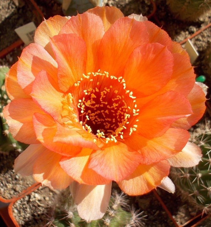 392 TANGERINE .JPG