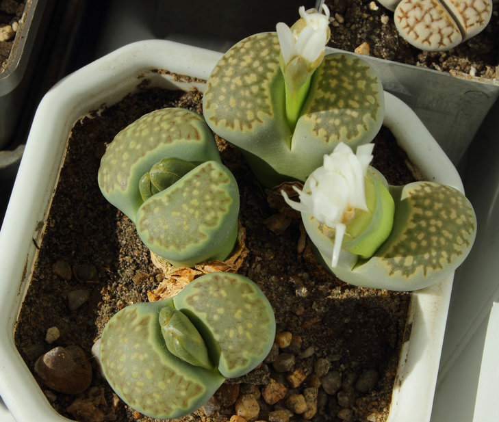 salicola 'Malachite'