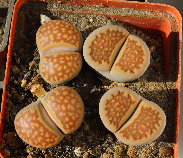 hallii v. ochracea