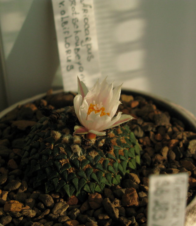 A.kotsch.v.abiflorus.jpg