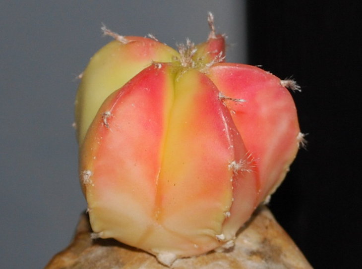 DSC_1276..jpg