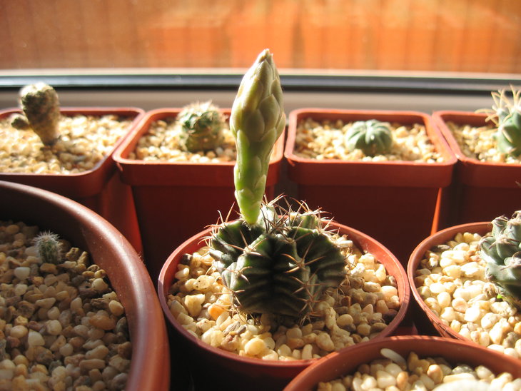 Gymnocalycium mihanovichii