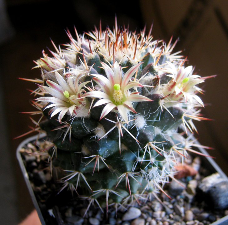 Mammillaria karwinskiana. .JPG