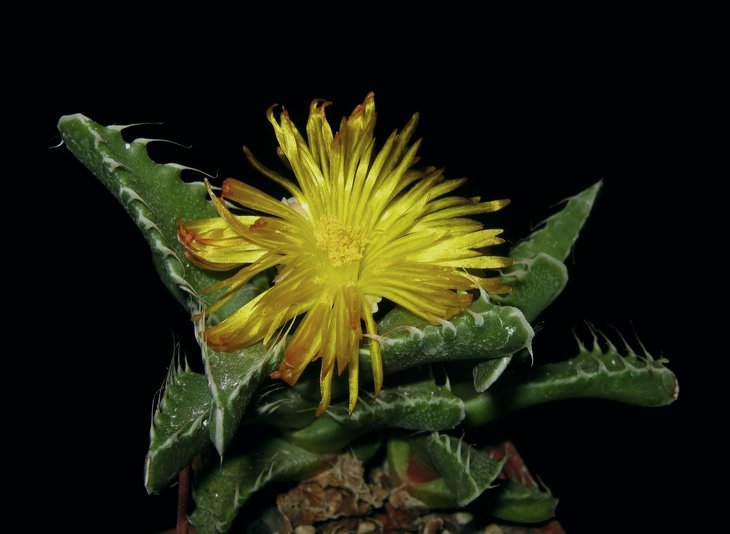 Faucaria tigrina