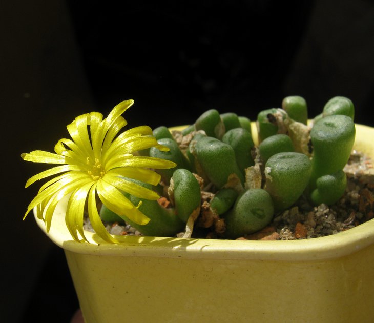 Conophytum turbiniforme.JPG