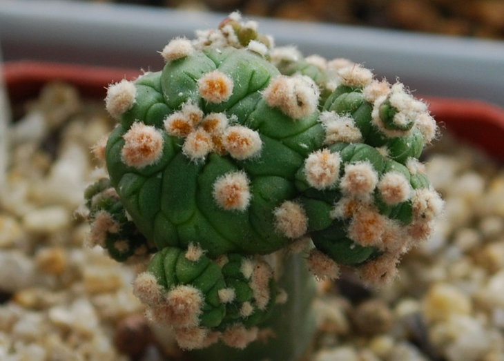 DSC_1369  A. ast. cv. Kikko.jpg