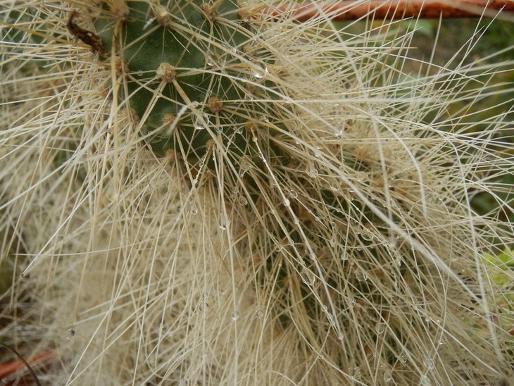 P9107565.jpg1.jpg