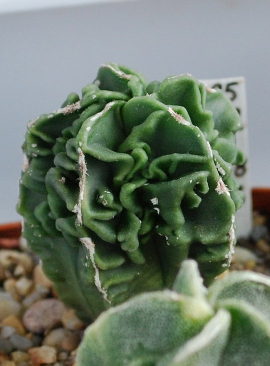 DSC_1424а.jpg