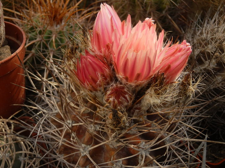Pyrrhocactus aspillagae