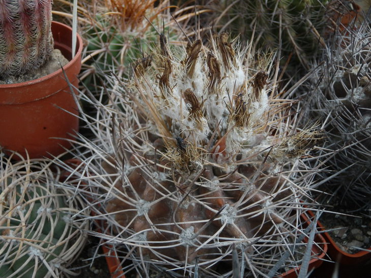 Pyrrhocactus aspillagae