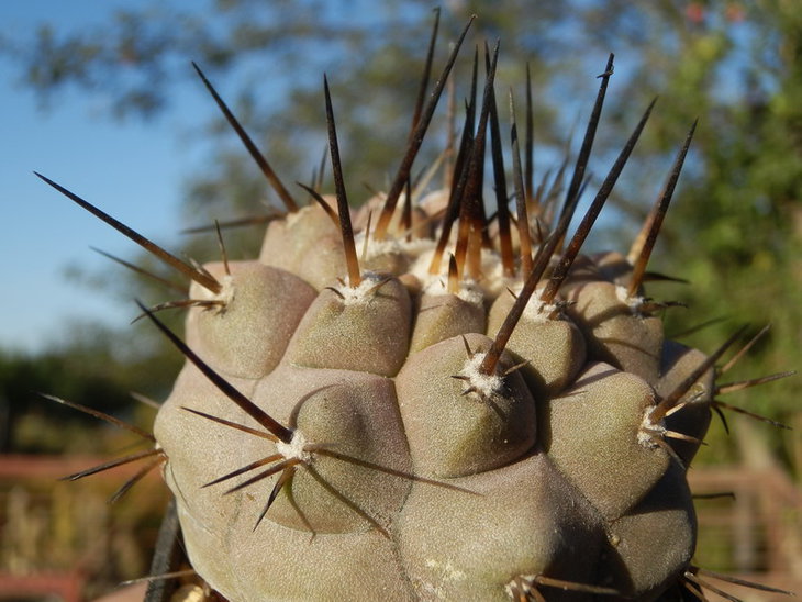 COPIAPOA CINEREA PV-1952
