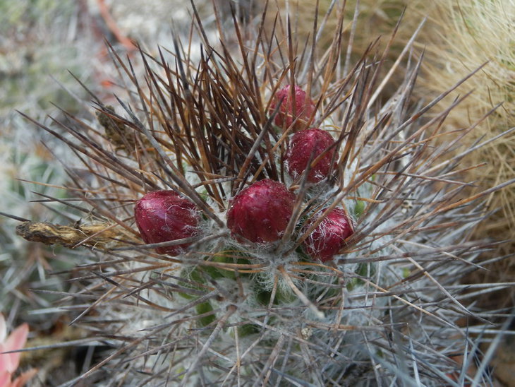 Pyrrhocactus floccosus