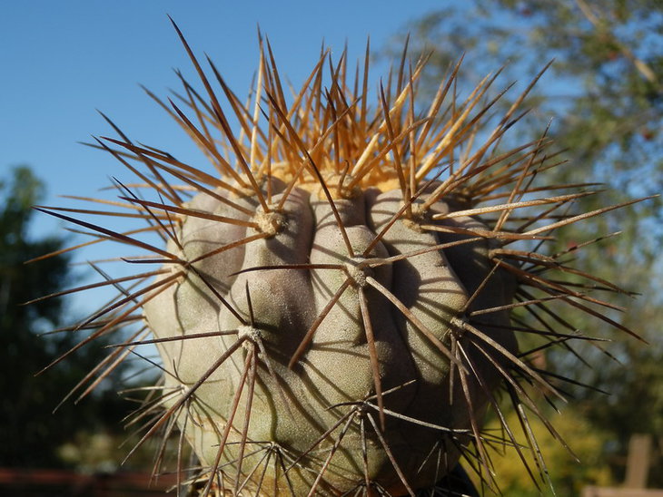 COPIAPOA GIGANTEA PV-1939