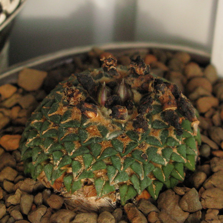 A.kotsch.v.albiflorus