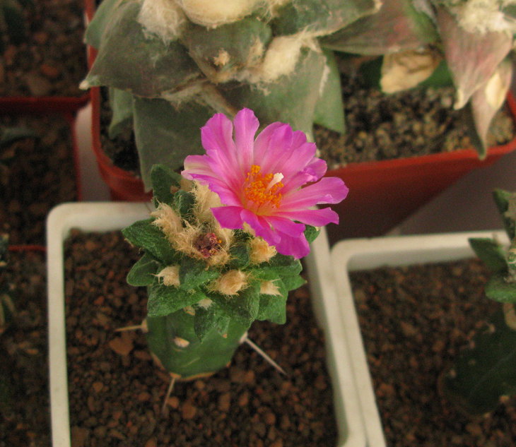 A.scapharostrus