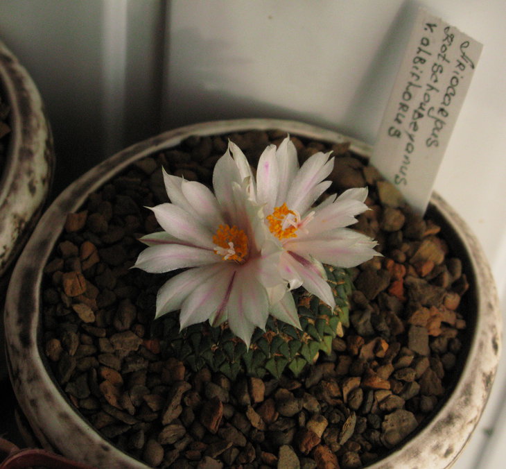 A.kotsch.v.albiflorus.