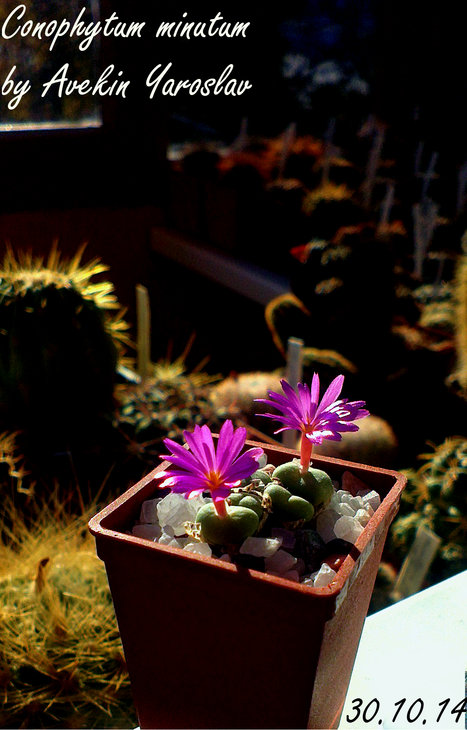 IMAG1783_BURST004.jpg