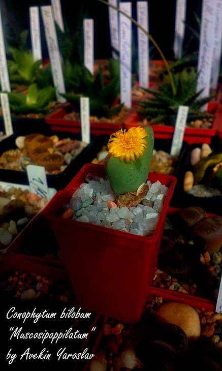 IMAG1569_BURST001.jpg