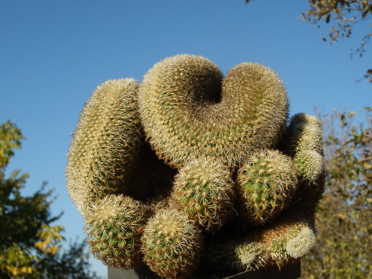 Gymnocactus ysabelae