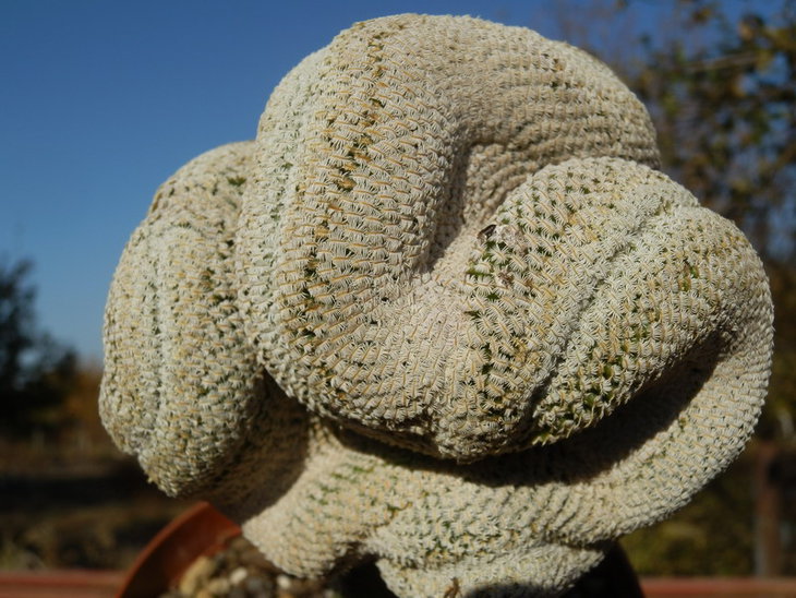 Solisia pectinata