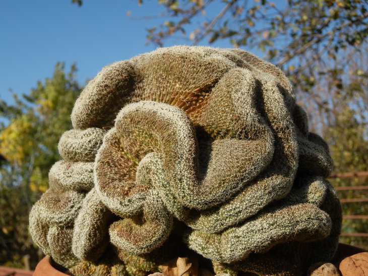 Rebutia sp