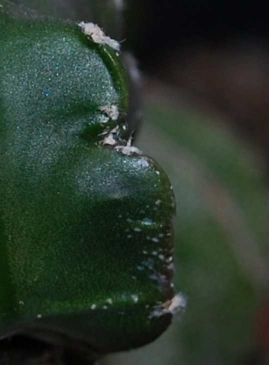 DSC_1446а.jpg