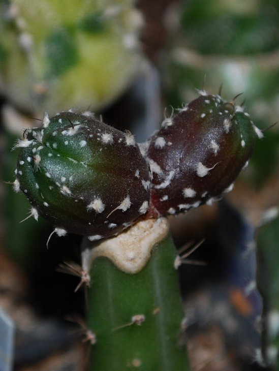 DSC_1462  A. hybr.  ( Kikko C6 x AM201).jpg